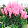 Bonsais Ornamental Rare Mix Pampas Grass Seeds Flower Rare Reed Seeds Garden Plants