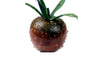 Cherry Fruit Tomato Vegetable Seed