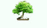 Maple Seeds Bonsai Tree Plants Pot Suit For Home Garden