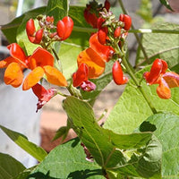 Excellent Scarlet Emperor Runner Seeds Pack of 65 Seeds Bean (Phaseolus vulgaris) For Home Garden - sparklingselections