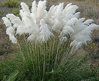 Bonsais Ornamental Rare Mix Pampas Grass Seeds Flower Rare Reed Seeds Garden Plants - sparklingselections
