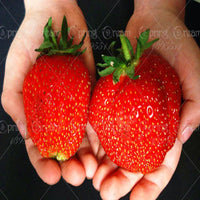 Strawberry Fruit Seeds For Home Garden - sparklingselections