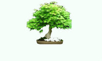 Maple Seeds Bonsai Tree Plants Pot Suit For Home Garden - sparklingselections